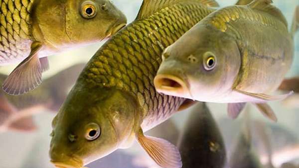 Как выбрать породу рыб для разведения