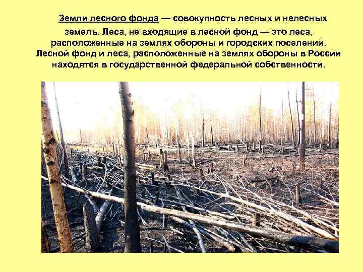 лесной фонд РФ