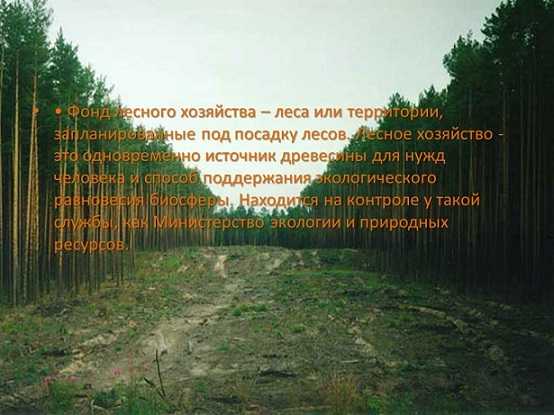 фонд лесного хозяйства